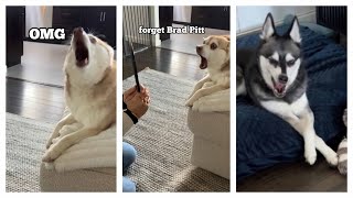 Dramatic Mini Husky Loses His Mind When He Sees Reflection For The First Time