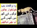 Wild Animals Entering People's Homes - Jb Khatarnak Janwar Logun k Ghar may Ghus gye