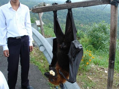 Bats mysterious facts