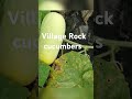10 July 2025