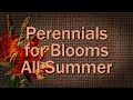 Perennials for Blooms all Summer – Family Plot