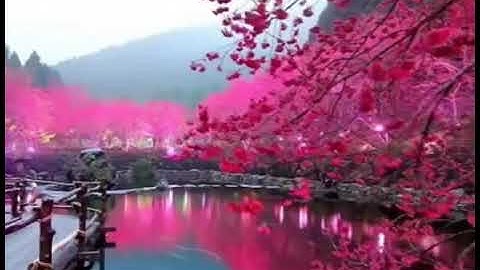 القارئ عمير شميم - سورة الحجر - راحه نفسيه لا توصف