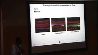 Solluble FLT-1: From Wellspring of Avascularity to Springboard for Anti-Angiogenics [ARCHIVE]