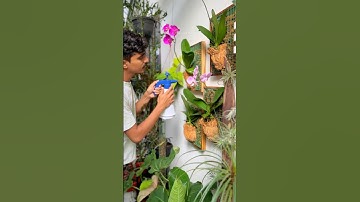 Diy orchid frames #orchids