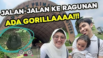 Jalan-jalan ke Ragunan Zoo bertemu Gorillaaa🦍 #zoo #ragunanzoo #ragunan #holiday