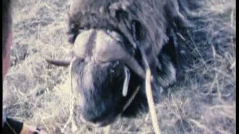 Willie the Musk Ox, Sondre Stromfjord 1969, music ...