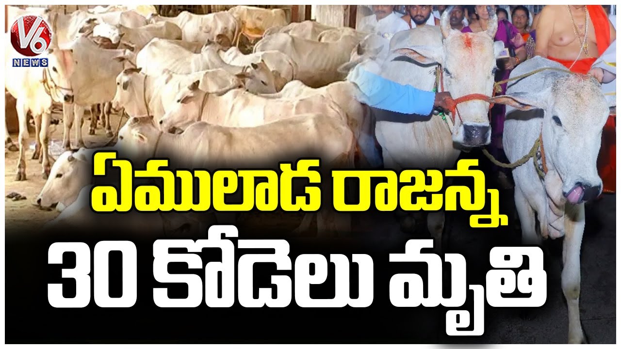 Almost 30 Cows Lost Life In Vemulawada rajanna Temple Goshala |  V6 News