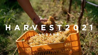 ALLEGRINI - HARVEST LUGANA 2021