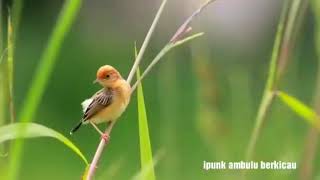 Burung salome / cikluk di alam liar_pancingan bunyi