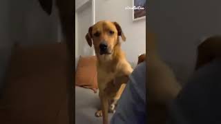 Funny Pup Is EXTREMELY Clingy! #Dogs #Shorts