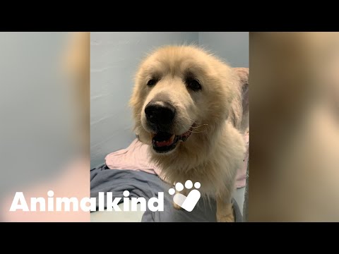 Dog found tied to sled learns to walk again | Animalkind
