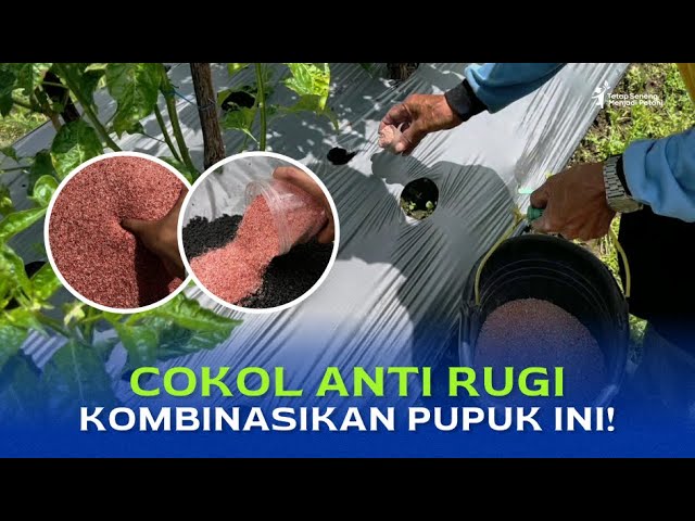 Cara Pemberian Pupuk Susulan pada Cabai | Metode Seneng Tani Part 5 class=