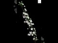 Time Lapse Watch Thunberg Spirea BLOOM In Fast Motion 4k Timelapse Beautiful Nature Time Lapse Watch Thunberg Spirea BLOOM In Fast Motion 4k Timelapse Beautiful Nature