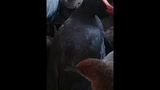 Suara Burung Mandar/tuntutan/Tikusan mix
