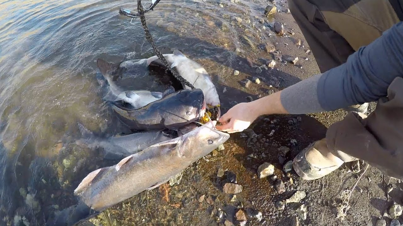 treasure of the elemental trophy Catching Catfish from Bed?! - Random Fishing Adventures Pt. 1