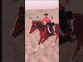 عربی نسل کا گھوڑا عربی نسل کا گھوڑا