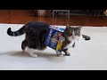 ビール箱の着方を教えるねこ。-Maru teaches Miri how to wear a beer box.-