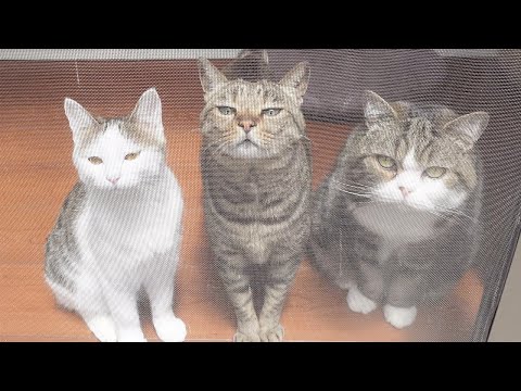 バーベキューを楽しむねこ  