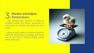 Hybrid Poultry Temperature Management Tips