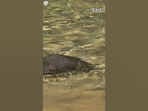 A Mammal That Lays Eggs and Produces Milk? - YouTube