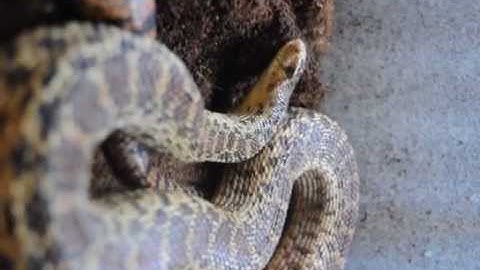 Gopher Snake Imitating A Rattlesnake