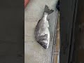 港で『天然の鯛(タイ)』が掬い放題‼️😂🙌