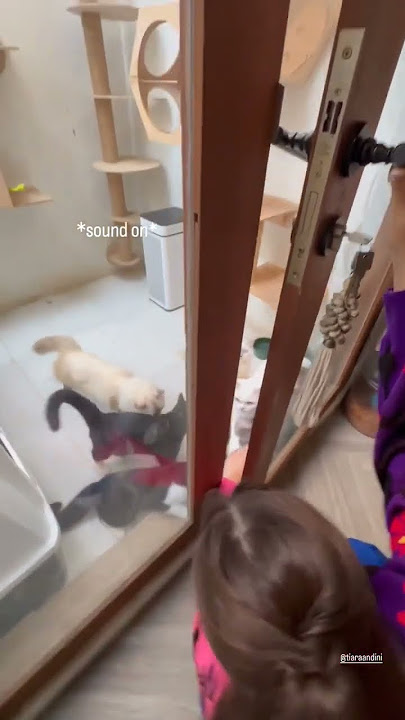 TIARA ANDINI SI PENYAYANG KUCING #tiaraandini #janganlupasubscribe