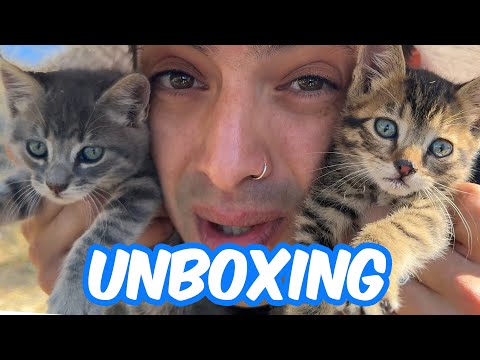 UNBOXING CASA Y GATOS
