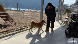 🕶柴犬コロくん🕶