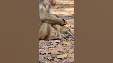 Adorable and Lovely baby monkey videos #babymonkey  #adorable  #monkey  #cutemonkey  #animals  #cute