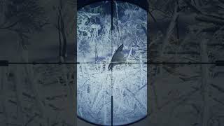 Rooster fooster | #shorts #gaming #gameplay #games #videogames #pcgaming #hunting #videogaming #cotw