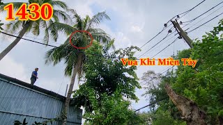 Vua Khỉ Miền Tây cưa nhiều cây nằm gần trụ điện ba pha . Cutting trees