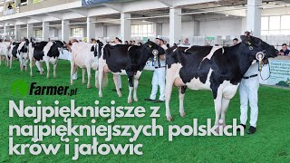 Najpiękniejsze z najpiękniejszych polskich krów i jałowic | Farmer.pl