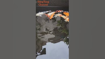 Tính cho bé vịt bơi cùng những con cá vàng #birds #trending #animals