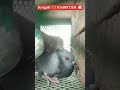 Jungali🕊️#pigeon#kabootar#kabutar#birds#pigeonlover #kbootar #whitebirds #raisenpigeons#kabutarbazi