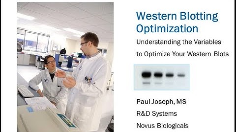 Tips and Tricks for Western Blotting and Antibody Selection