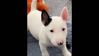 Bull Terrier Puppy Barking  Cute To The Moon!⚠ #shorts