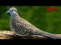 Suara Burung Perkutut Gacor Yang Liar Akan Nyaut Mp3 - Mp4 Download
