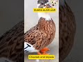 Cheetah N Impala _ Suara Alam Liar. #kyliejenner #beyonce #anakkeciltiktok #adaband #akhirjaman