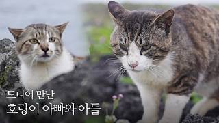 집냥이가 되어 다시 만난 아빠와 아들 고양이... 과연 그들은