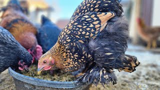 Helping Chickens Through Molt & Winter | How I Am Supplementing Our Chickens Feed This Winter by Wild Ones Homestead 139 views 4 months ago 4 minutes, 26 seconds