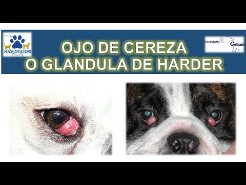 tratamiento de infección de ojo de bulldog inglés