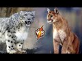 Snow Leopard VS Puma Who&#39;s Stronger?
