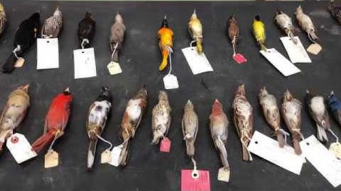 Ornithology Collection