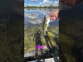 #floridafishing #bassfishing #fishing