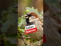 Indian Village Sparrow Voice #shorts #birds #shortsfeed #sparrow