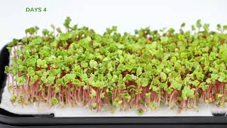 Mini Hydroponic Microgreen Farm Presentation