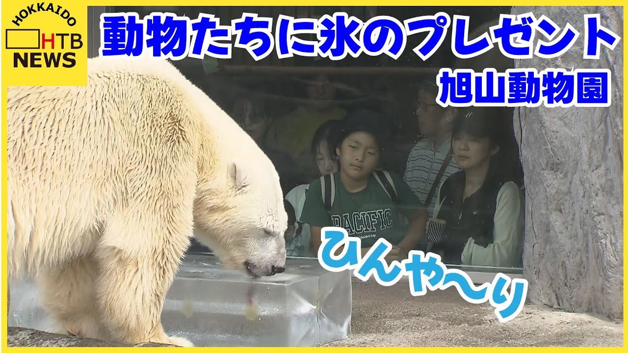 旭山動物園　白くま 耳かき立て & シュレーターペンギン 海洋堂　2点セット 旭山動物園 白くま 耳かき立て & シュレーターペンギン 海洋堂 2点