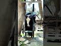 Traditional Garut Ram Cleaning Process : Powerful Horn Washing Technique