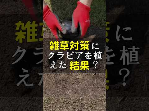庭の雑草対策にクラピアを植えたけど結果は？ #Shorts